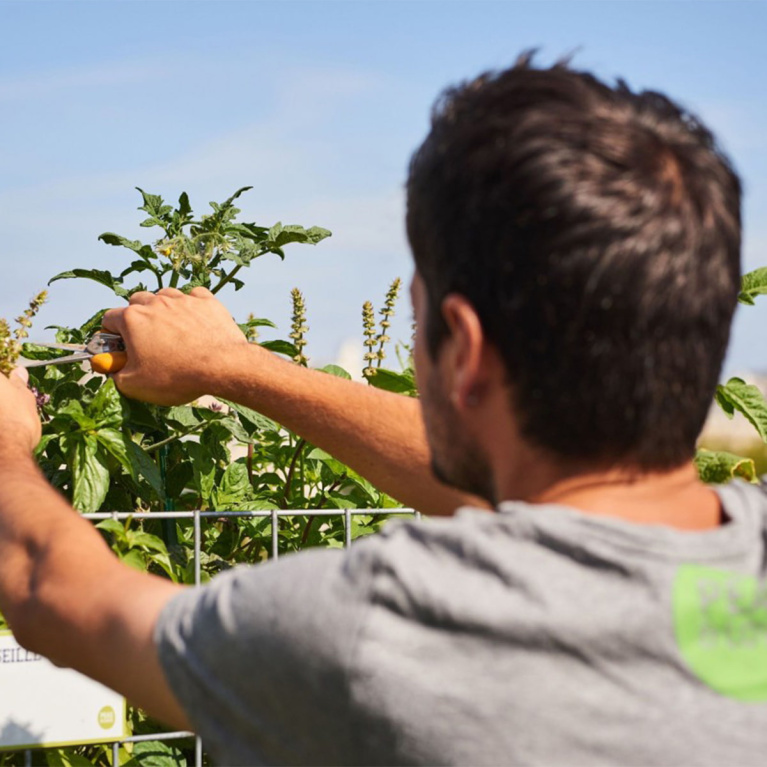 Initiez vous à lagriculture urbaine Les Raffineurs