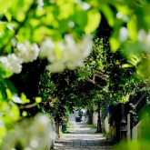 BALADES PARISIENNES